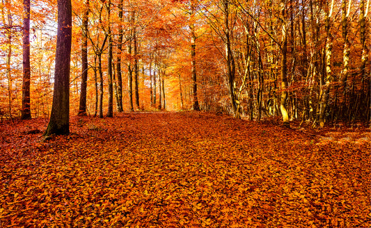 The Autumn Equinox And How It Affects Us